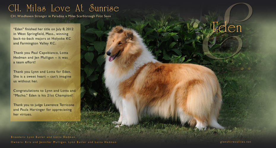 Glenshire Collies -- CH Milas Love At Sunrise
