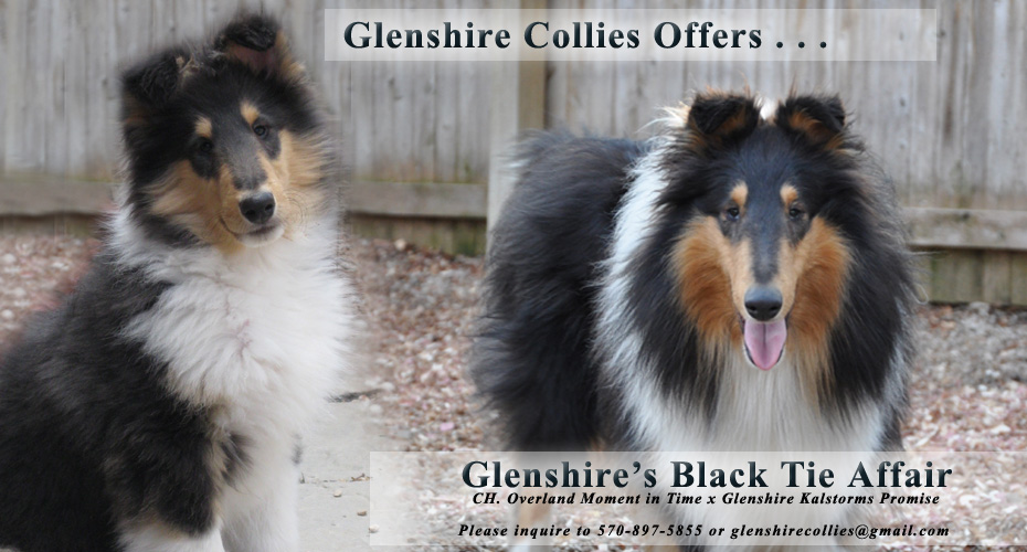 Glenshire Collies -- Glenshire's Black Tie Affair