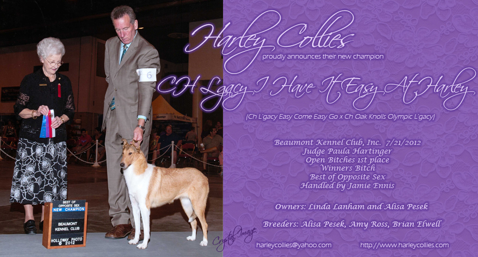 Harley Collies -- CH Lgacy I have It Easy At Harley