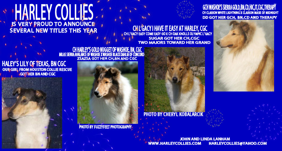 Harley Collies -- Haley's Lily of Texas, BN, CGC, CH Harley's Gold Nugget of Washoe, BN, CGC, CH L'Gacy I Have It Easy At Harley, CGC, GCH Washoe's Sierra Gold, BN, CD, HIC, IT, CGC, Therapy