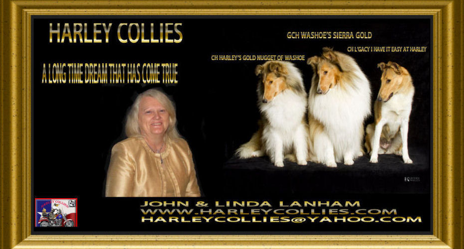 Harley Collies -- GCH Washoe's Sierra Gold, CH Harley's Gold Nugget Of Washoe, CH L'Gacy I Have It Easy At Harley