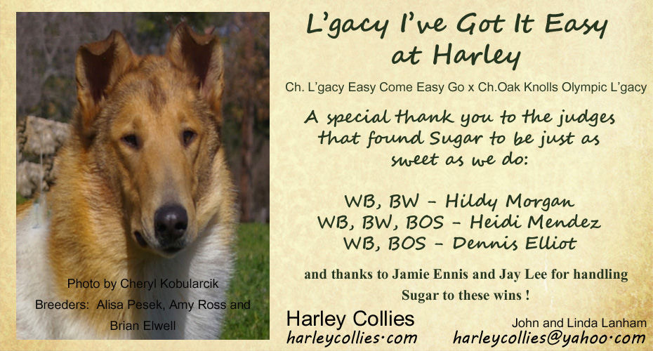Harley Collies -- L'gacy I've Got It Easy At Harley