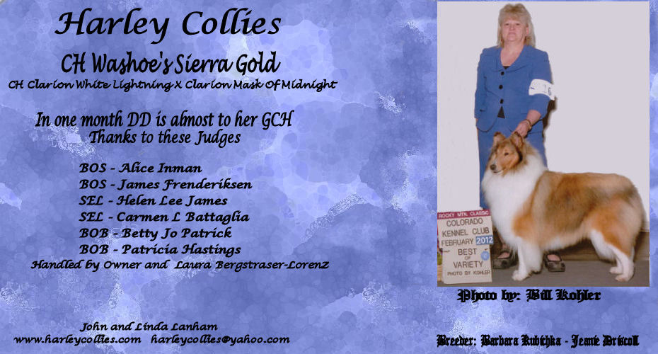 Harley Collies --  CH Washoe's Sierra Gold