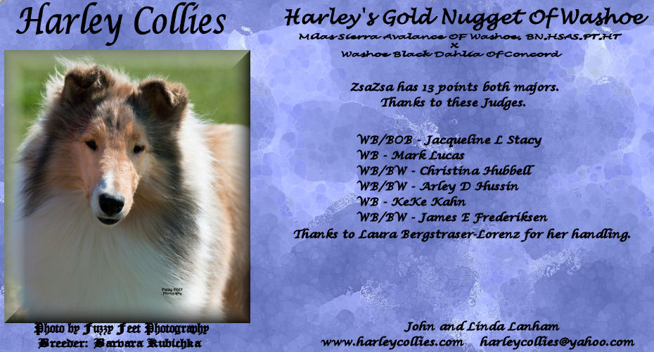 Harley Collies --  Harley's Gold Nugget Of Washoe