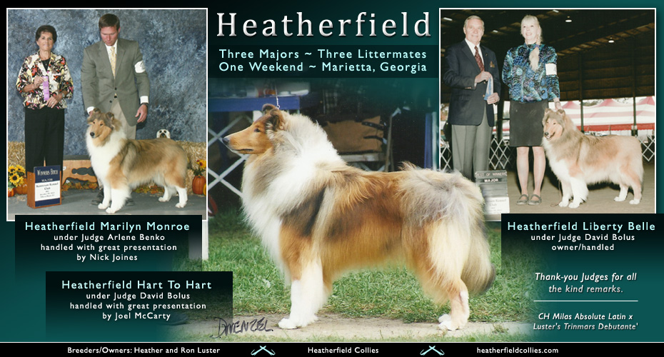 Heatherfield Collies -- Heatherfield Marilyn Monroe, Heatherfield Hart To Hart, Heatherfield Liberty Belle