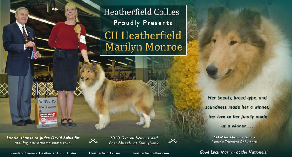 Heatherfield Collies -- CH Heatherfield Marilyn Monroe
