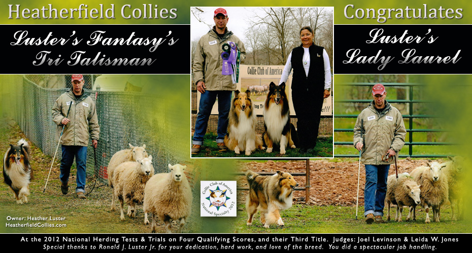 Heatherfield Collies -- Luster's Fantasy's Tri Talisman and Luster's Lady Laurel