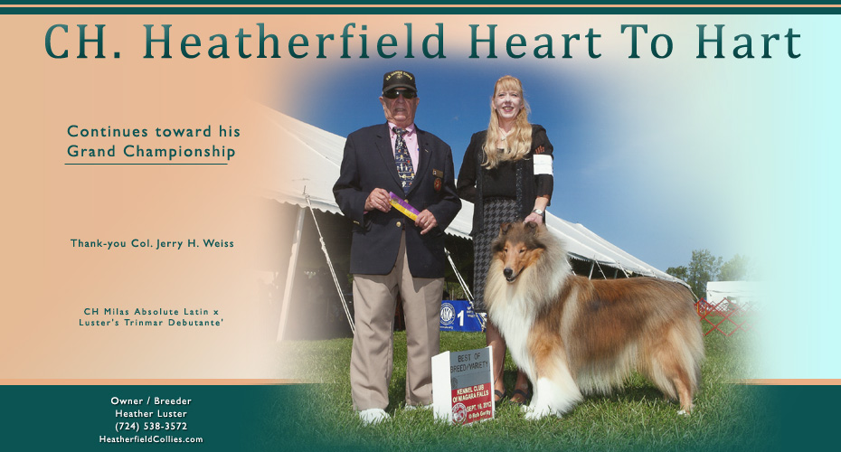 Heatherfield Collies -- CH Heatherfield Heart To Hart