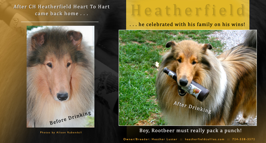 Heatherfield Collies -- CH Heatherfield Heart To Hart
