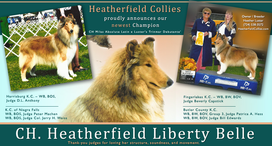 Heatherfield Collies -- CH Heatherfield Liberty Belle
