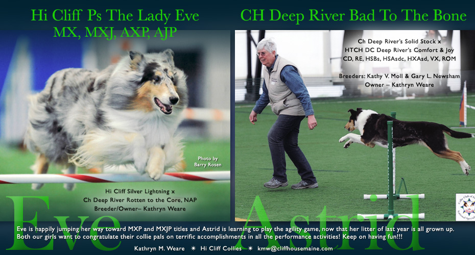 Hi Cliff Collies -- Hi Cliff Ps The Lady Eve MX, MXJ, AXP, AJP and CH Deep River Bad To The Bone