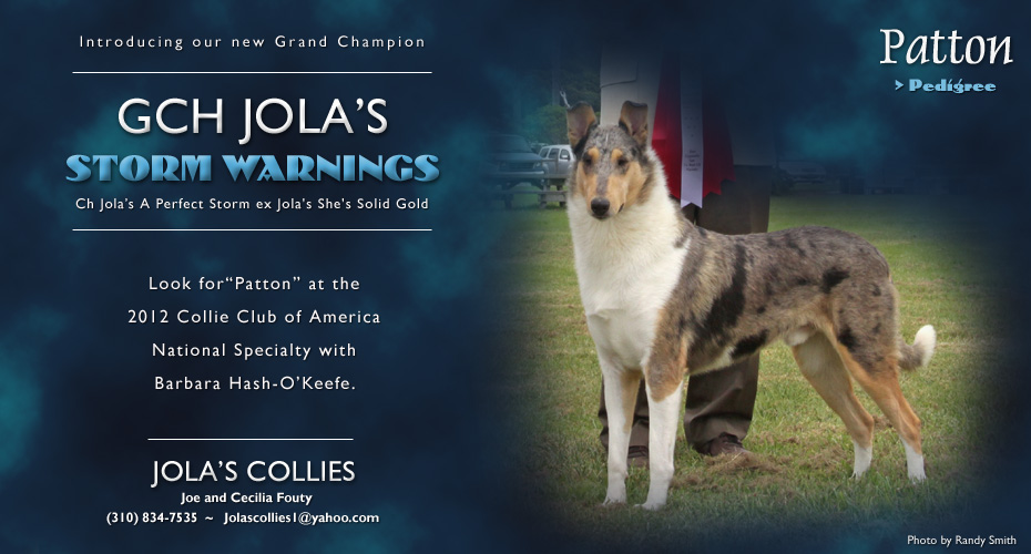 Jola's Collies -- GCH Jola's Storm Warnings