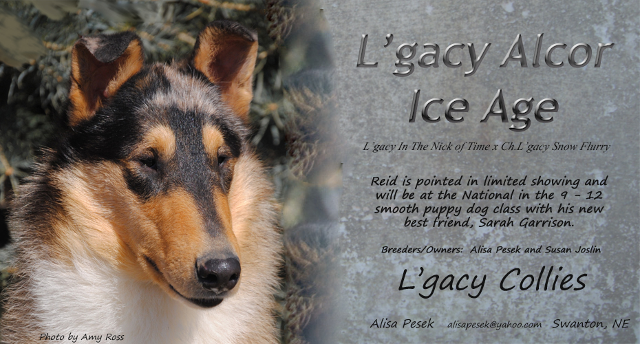 L'gacy Collies -- L'gacy Alcor Ice Age