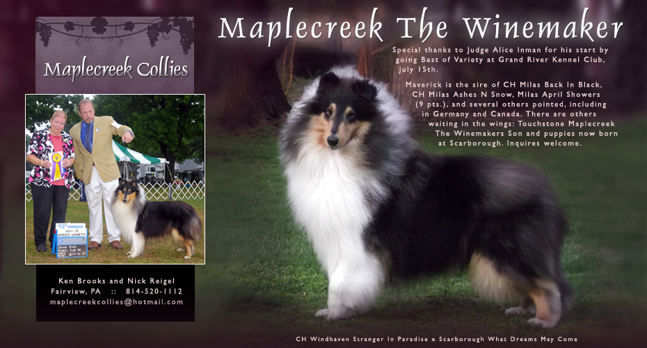 Maplecreek Collies -- Maplecreek The Winemaker