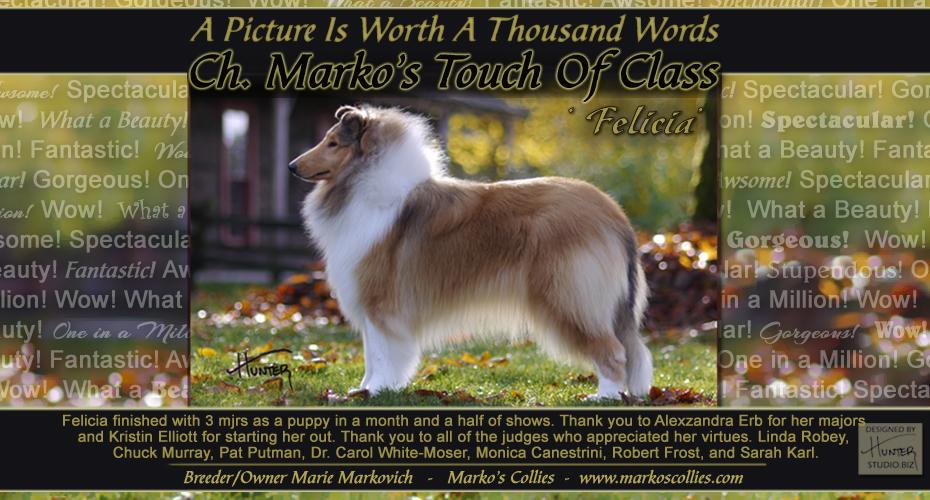 Marko Collies -- CH Marko's Touch Of Class