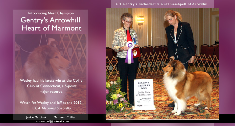 Marmont Collies -- Gentry's Arrowhill Heart Of Marmont