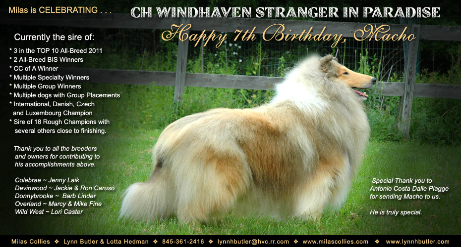 Milas Collies -- CH Windhaven Stranger In Paradise