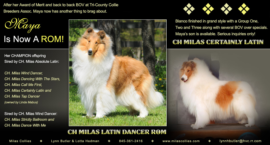 Milas Collies --  CH Milas Latin Dancer ROM and CH Milas Certainly Latin