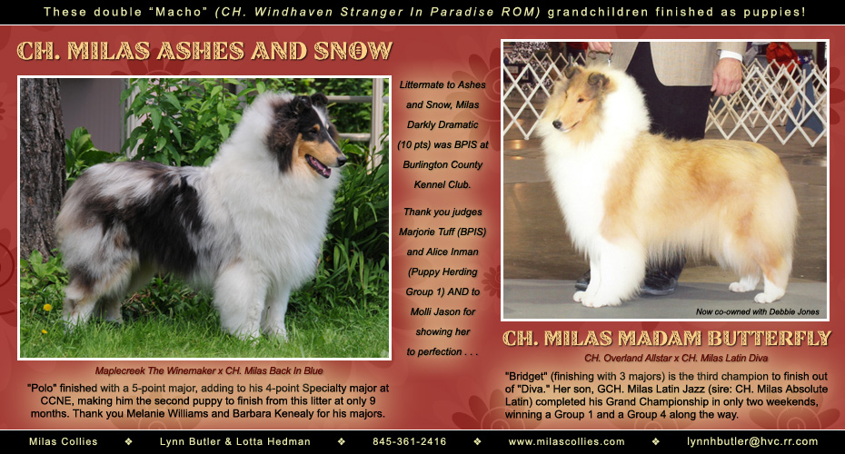 Milas Collies --  CH Milas Ashes And Snow and CH Milas Madam Butterfly