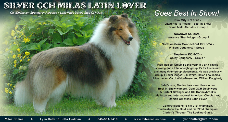 Milas Collies --  Silver GCH Milas Latin Lover