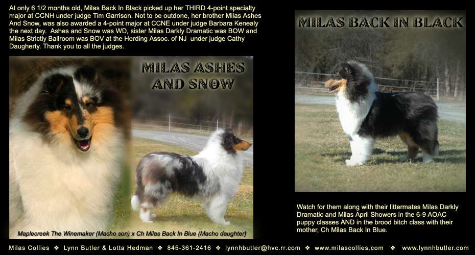 Milas Collies -- Milas Ashes And Snow and Milas Back In Black