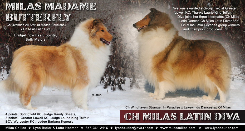Milas Collies -- Milas Madame Butterfly and CH Milas Latin Diva