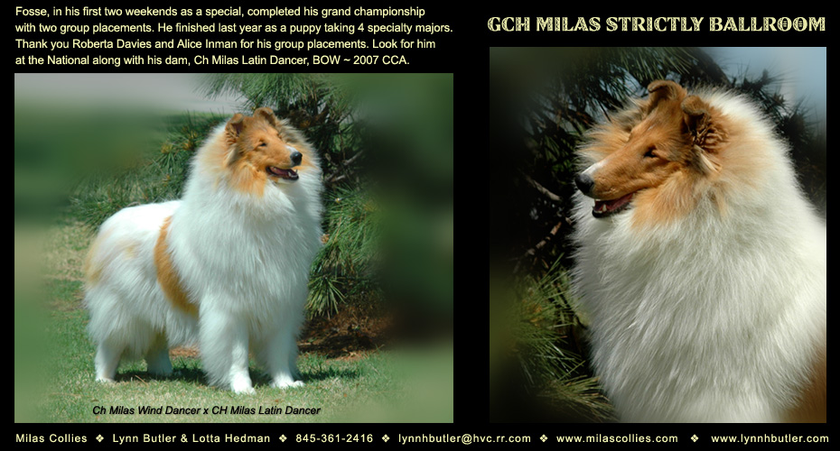 Milas Collies -- GCH Milas Strictly Ballroom