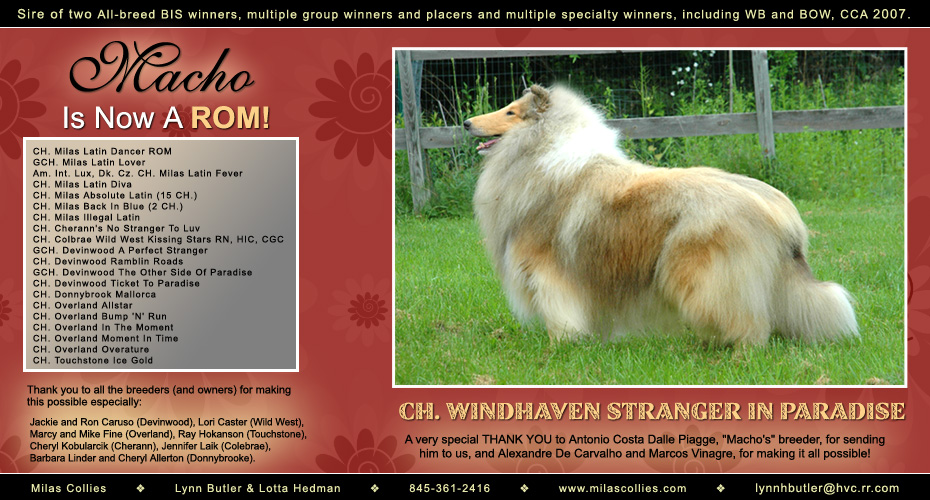 Milas Collies --  CH Windhaven Stranger In Paradise ROM