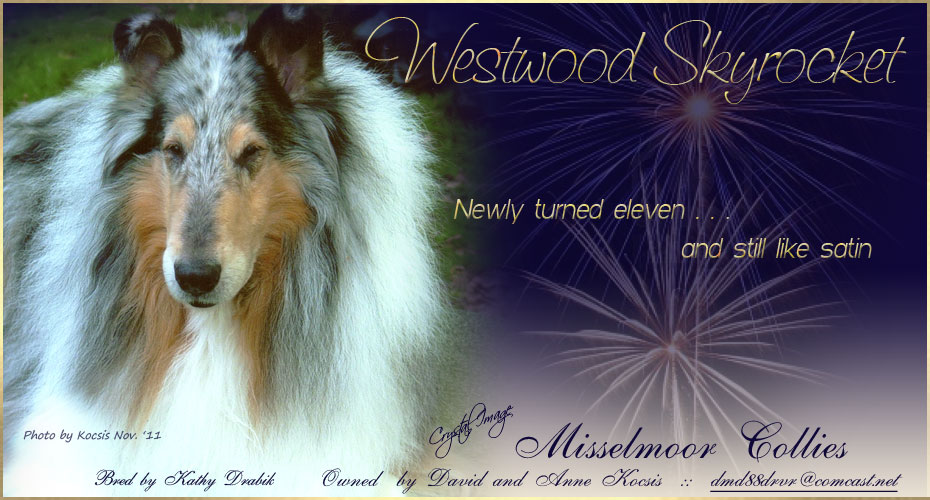 Misselmoor Collies -- Westwood Skyrocket
