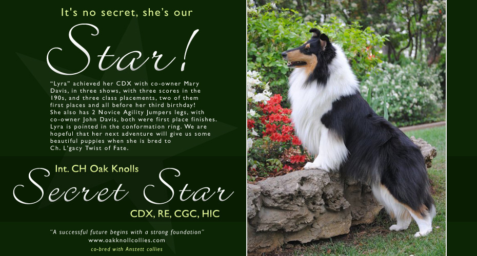 Oak Knoll Collies -- INT CH Oak Knoll's Secret Star CDX, RE, CGC, HIC