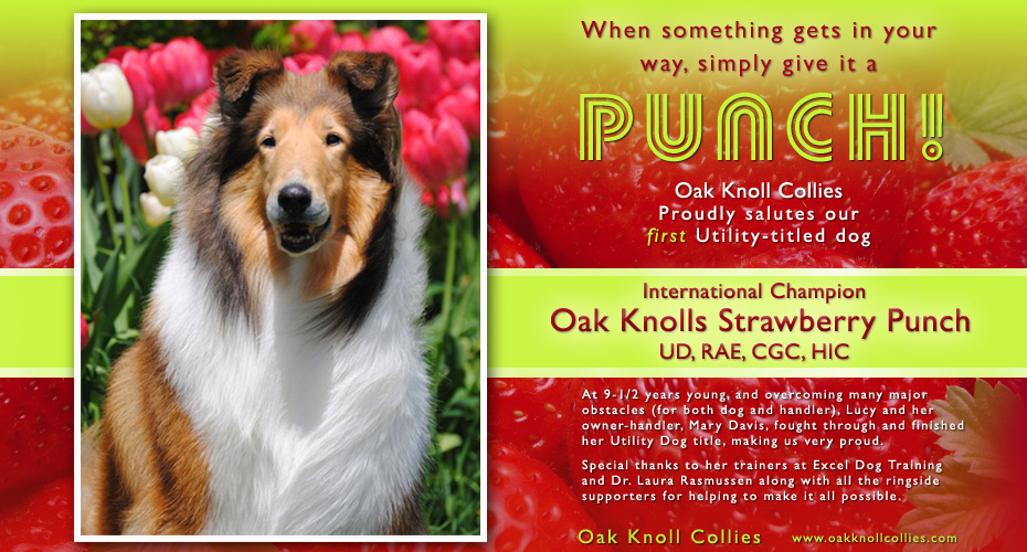 Oak Knoll Collies --Int CH Oak Knolls Strawberry Punch UD, RAE, CGC, HIC