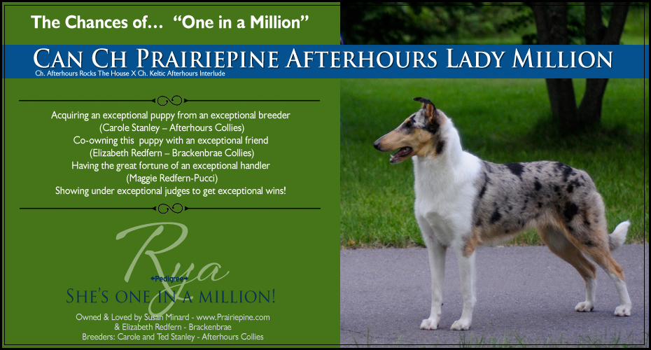 Prairiepine Collies -- CAN CH Prairiepine Afterhours Lady Million