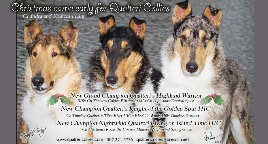 Qualteri Collies -- GCH Qualteri's Highland Warrior, CH Qualteri's Knight Of The Golden Spur and  CH Nightwind Qualteri Living On Island Time