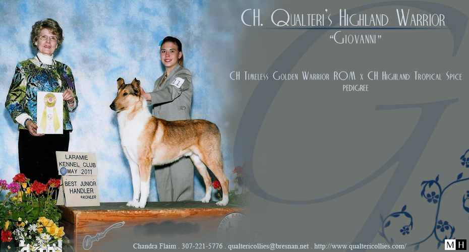 Qualteri Collies -- CH Qualteri's Highland Warrior