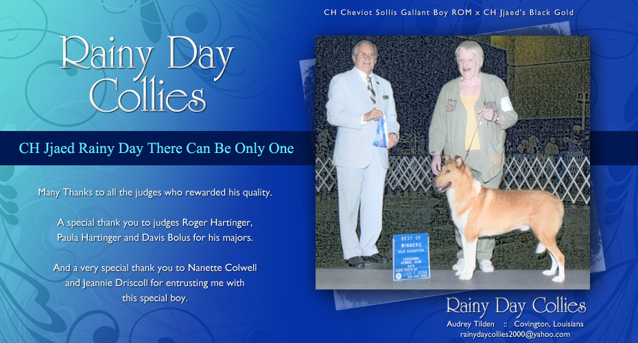 Rainy Day Collies -- CH Jjaed Rainy Day There Can Only Be One