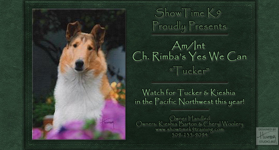 Show Time K9 -- AM/INT CH Rimba's Yes We Can
