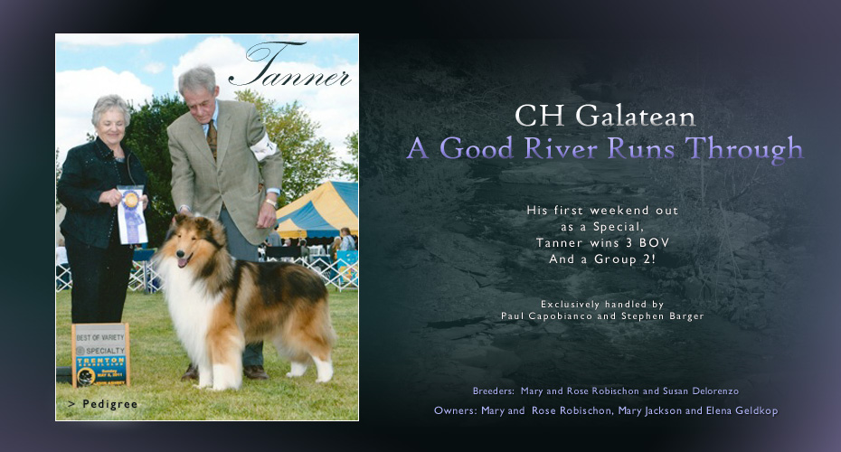 Galatean Collies / Riverrun Collies / Silhouette Collies -- CH Galatean A Good River Runs Through