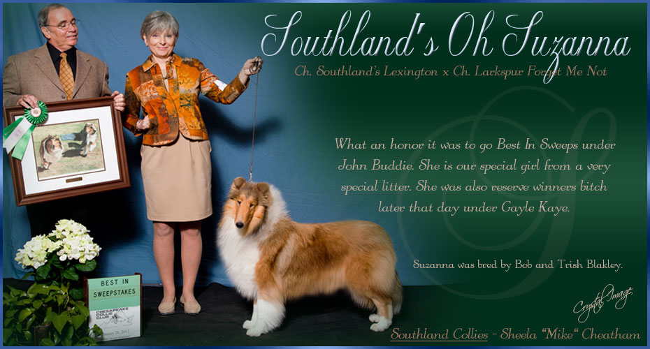 Southland Collies -- Southland's Oh Suzanna