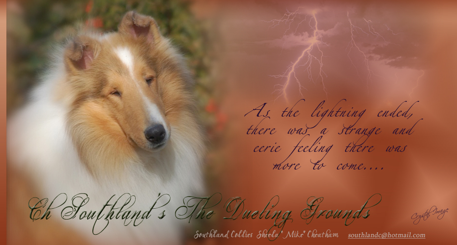 Southland Collies -- CH Southland's The Dueling Grounds