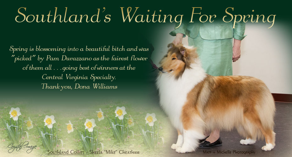 Southland Collies -- Southland's Waiting For Spring