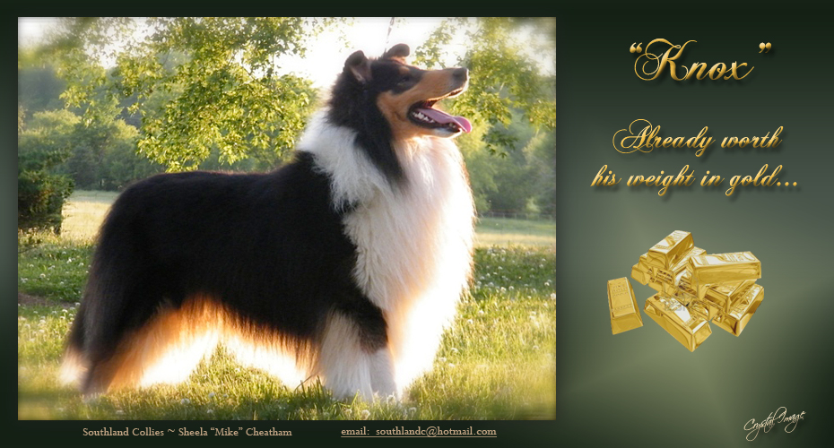 Southland Collies -- CH Southland Fort Knox