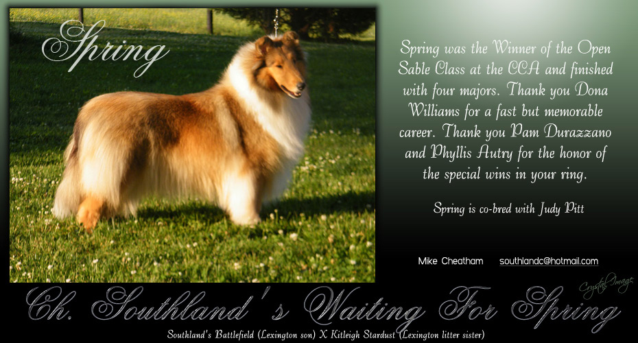 Southland Collies -- CH Southland's Waiting For Spring