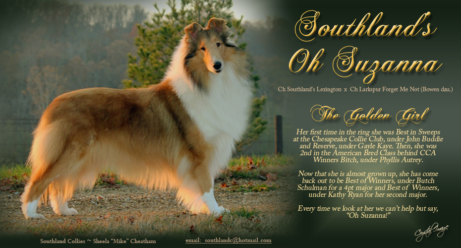 Southland Collies -- Southland's Oh Suzanna