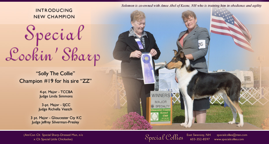 Special Collies -- CH Special Lookin' Sharp