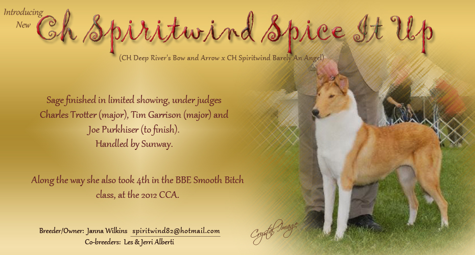 Spiritwind Collies -- CH Spiritwind Spice It Up