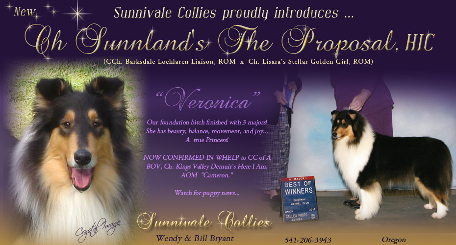 Sunnivale Collies -- CH Sunnland's The Proposal, HIC