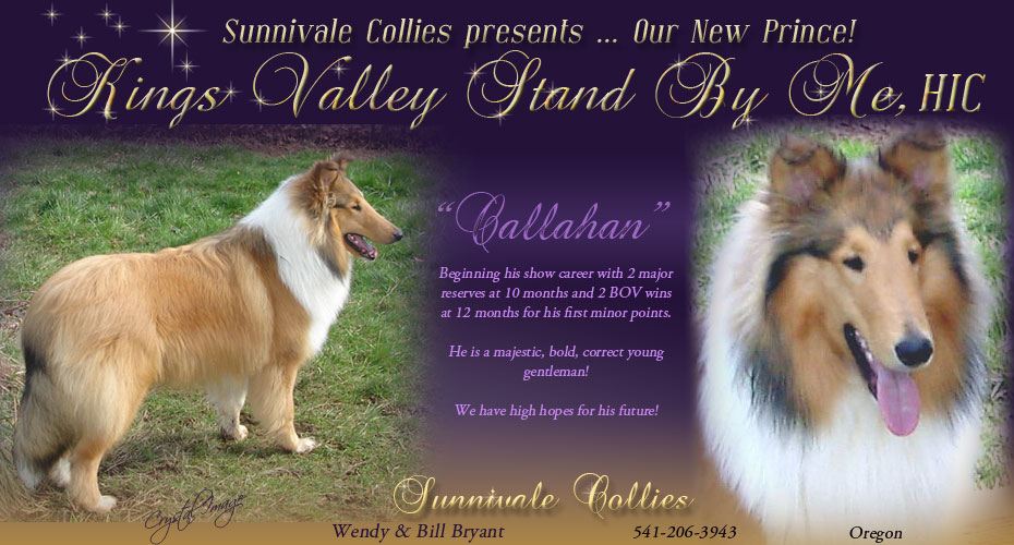 Sunnivale Collies -- Kings Valley Stand By Me, HIC