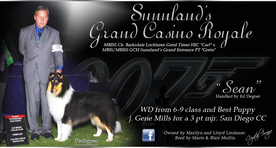 Sunnland Collies -- Sunnland's Grand Casino Royale