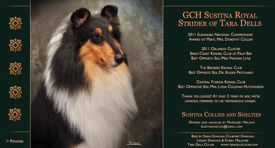 Susitna Collies and Shelties -- GCH Susitna Royal Strider of Tara Dells