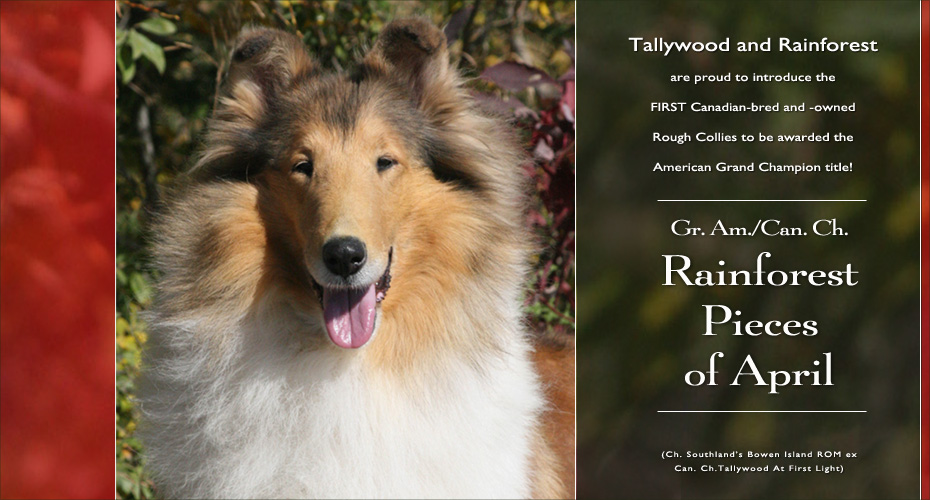 Tallywood Collies -- Grand AM/CAN CH Rainforest Pieces Of April 